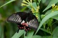237 gewoehnlicher Mormone - Papilio polytes